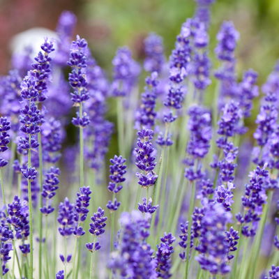 Lavendel 'Hidcote', blauviolett, Topf-Ø 12 cm, 6 Pflanzen Lavendel 'Hidcote', blauviolett, Topf-Ø 12 cm, 6 Pflanzen