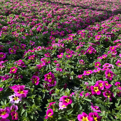 Zauberglöckchen, pink-gelb, Topf-Ø 13 cm, 6 Pflanzen