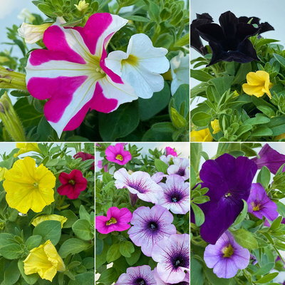 Petunie/Zauberglöckchen 'Duo', Kombination zufällig, Topf-Ø 14 cm, 4er-Set Petunie/Zauberglöckchen 'Duo', Kombination zufällig, Topf-Ø 14 cm, 4er-Set