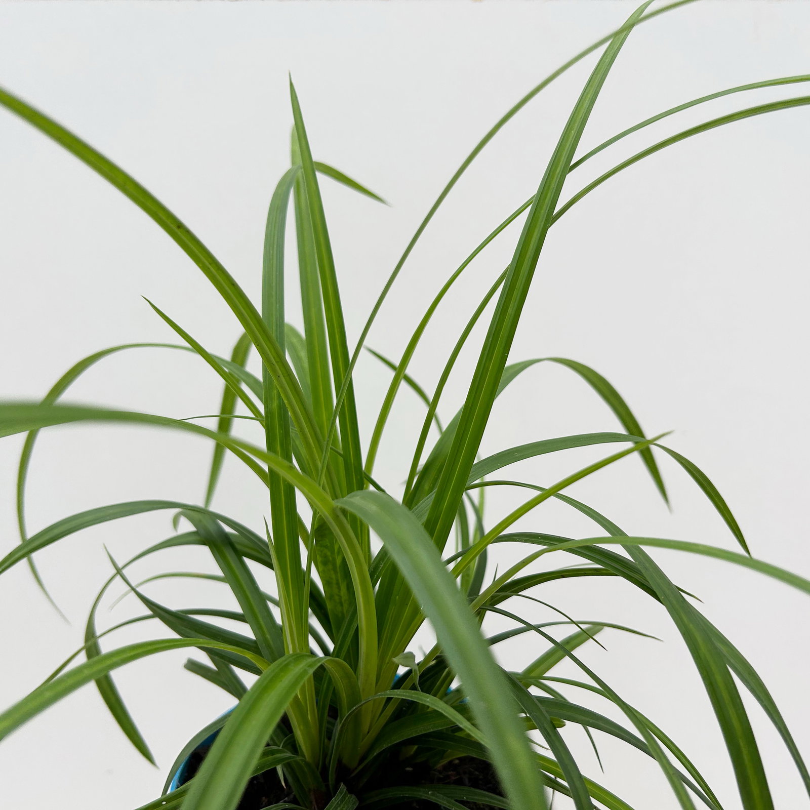 Bio Japansegge 'Irish Green', Topf-Ø 12 cm, 3 Pflanzen Bio Japansegge 'Irish Green', Topf-Ø 12 cm, 3 Pflanzen
