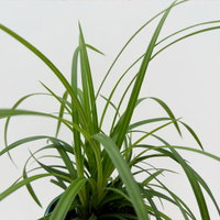 Bio Japansegge 'Irish Green', Topf-Ø 12 cm, 3 Pflanzen Bio Japansegge 'Irish Green', Topf-Ø 12 cm, 3 Pflanzen