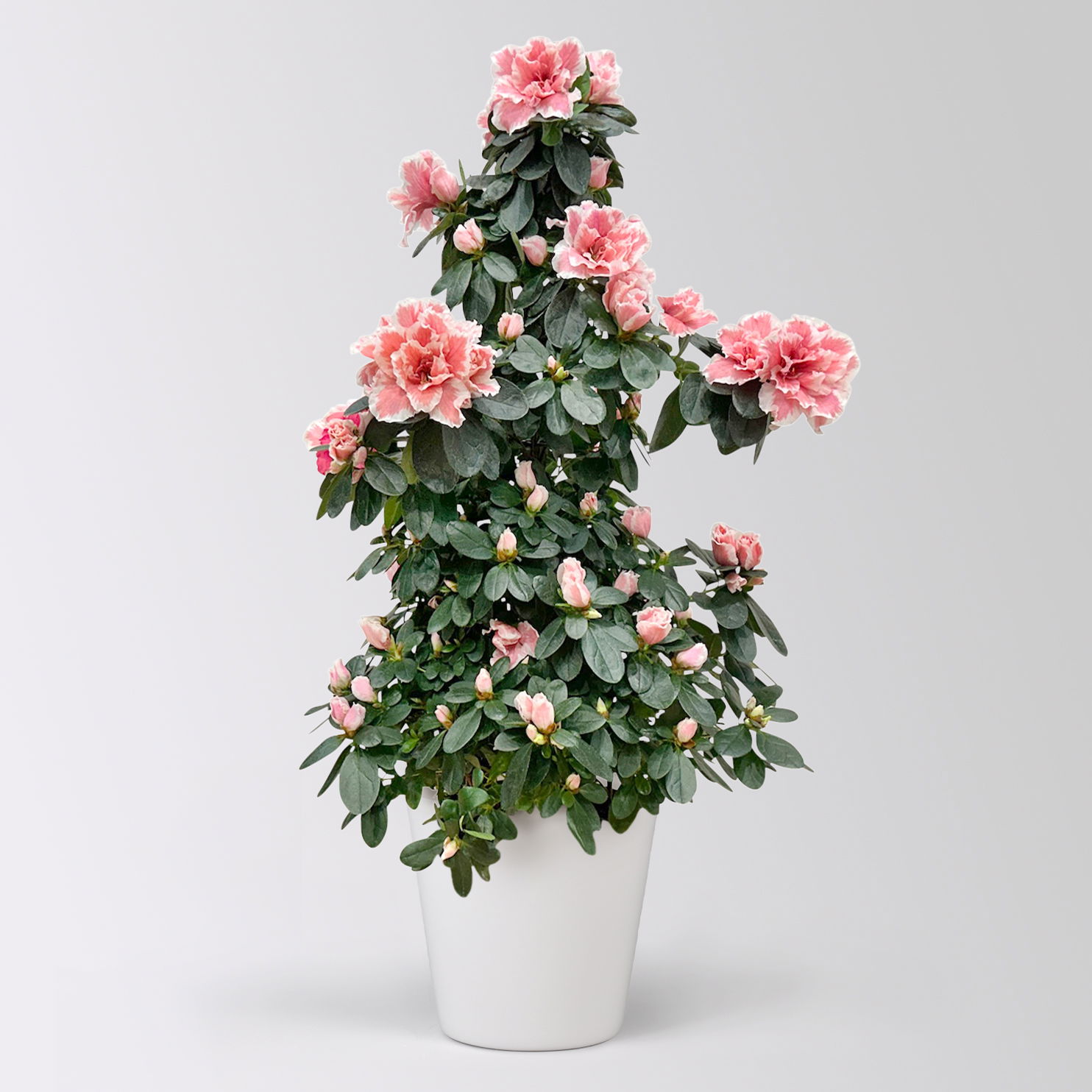 Azalee, rosa-weiß, Topf-Ø 17cm, Pyramide, in Keramiktopf Dallas weiß Azalee, rosa-weiß, Topf-Ø 17cm, Pyramide, in Keramiktopf Dallas weiß