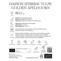 Darwin Hybride Tulpen Golden Apeldoorn gelb, 7 Blumenzwiebeln
