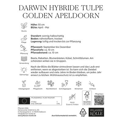 Darwin Hybride Tulpen Golden Apeldoorn gelb, 7 Blumenzwiebeln