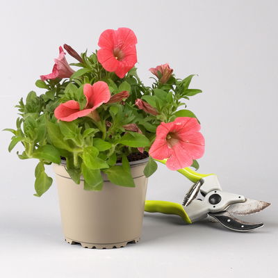 Pflanzenkreation Farbenrausch, groß, 6 Pflanzen inkl. Erde und Dünger