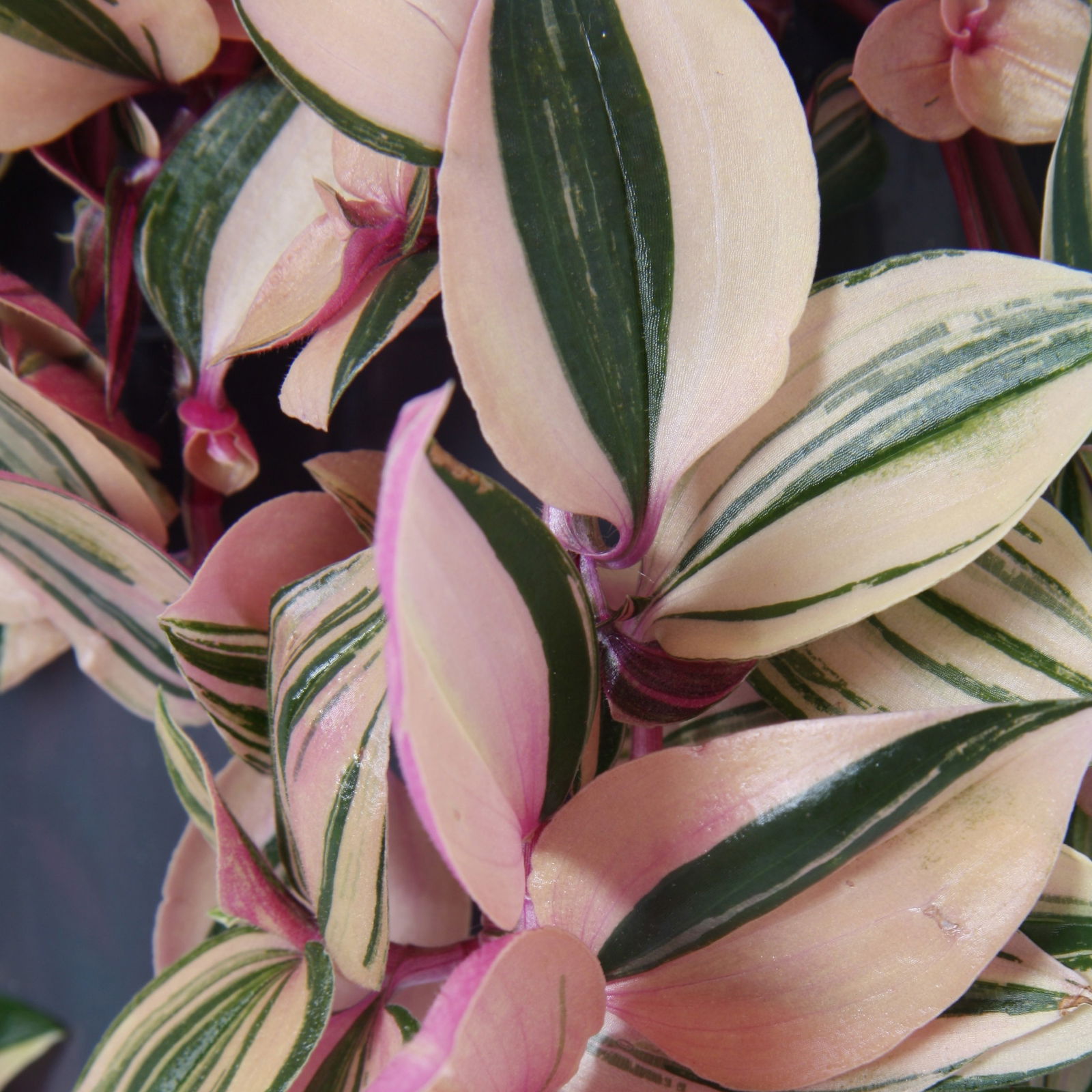 Grünpflanzen-Set Ampel-WG, Hängeampel-Ø 18 cm, 2 Pflanzen