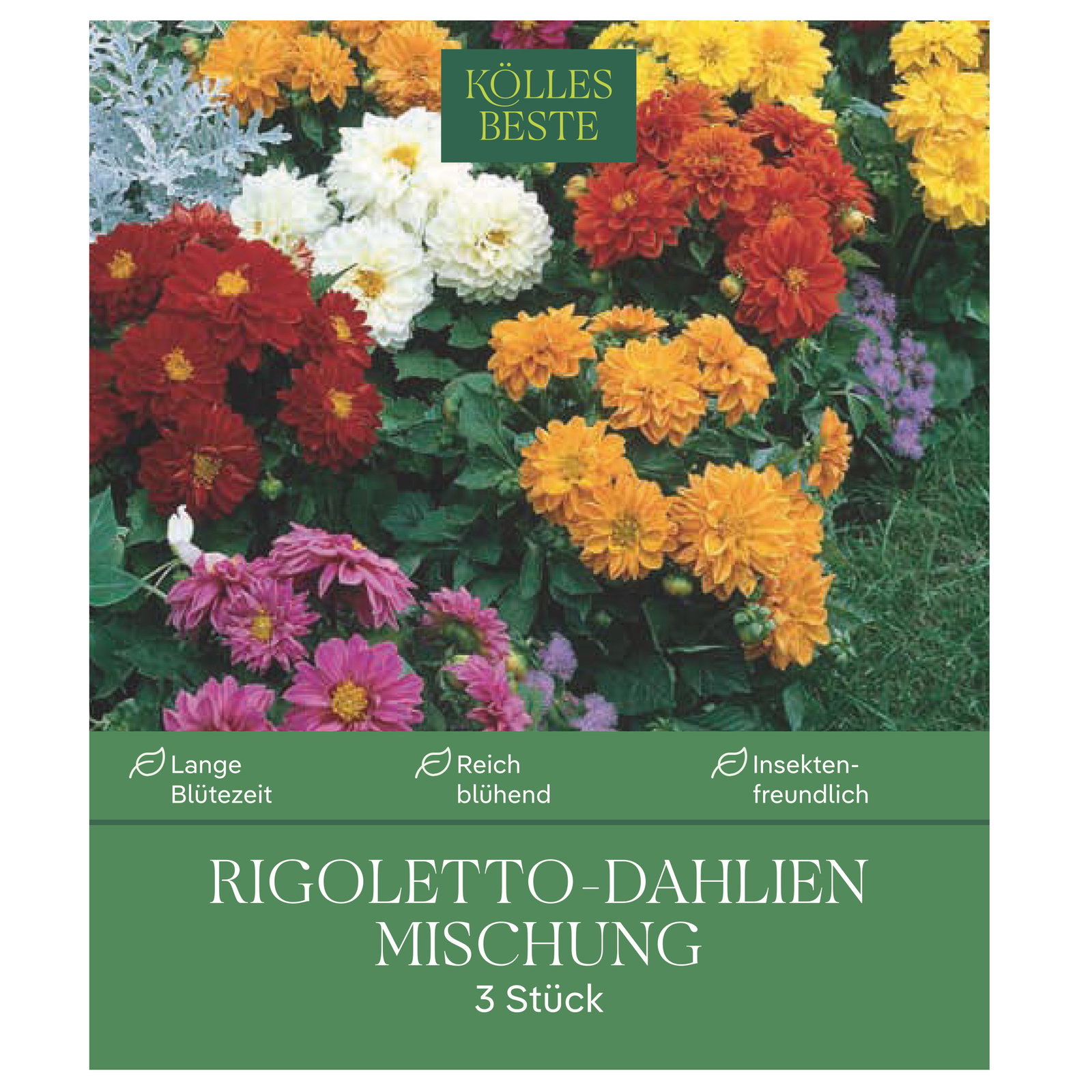 Kölles Beste Rigoletto-Dahlien Mischung, 3 Blumenknollen Kölles Beste Rigoletto-Dahlien Mischung, 3 Blumenknollen