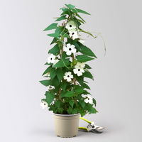 Schwarzäugige Susanne, weiß , Pyramide, Topf-Ø 17 cm, Höhe ca. 60 cm, 2 Pflanzen