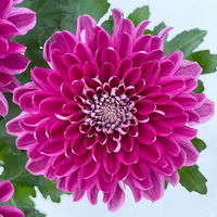 Chrysantheme 'Chrysanne® Zembla Next Purple' lila, großbl., Topf-Ø 13 cm,6er-Set