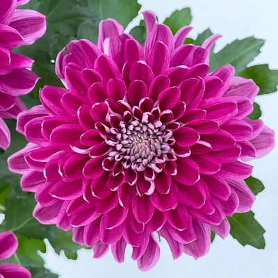 Chrysantheme 'Chrysanne® Zembla Next Purple', lila, Topf-Ø 13 cm, 6 Pflanzen Chrysantheme 'Chrysanne® Zembla Next Purple', lila, Topf-Ø 13 cm, 6 Pflanzen