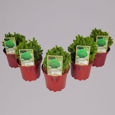 Kugelfichte 'Alberta Globe', Höhe 15-20 cm, Topf 2 Liter, 5er-Set Kugelfichte 'Alberta Globe', Höhe 15-20 cm, Topf 2 Liter, 5er-Set