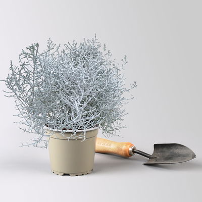 Pflanzenkreation Zauberhafter Winter, 8 Pflanzen + Lichterkette + Erde Pflanzenkreation Zauberhafter Winter, 8 Pflanzen + Lichterkette + Erde