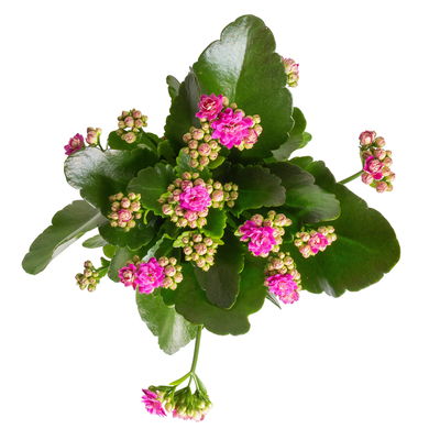 Kalanchoe 'Calandiva'®, rot&violett, Topf-Ø 12 cm, Höhe ca. 20-30 cm, 6er-Set