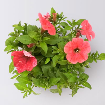 Pflanzenkreation Farbenrausch, groß, 6 Pflanzen inkl. Erde und Dünger