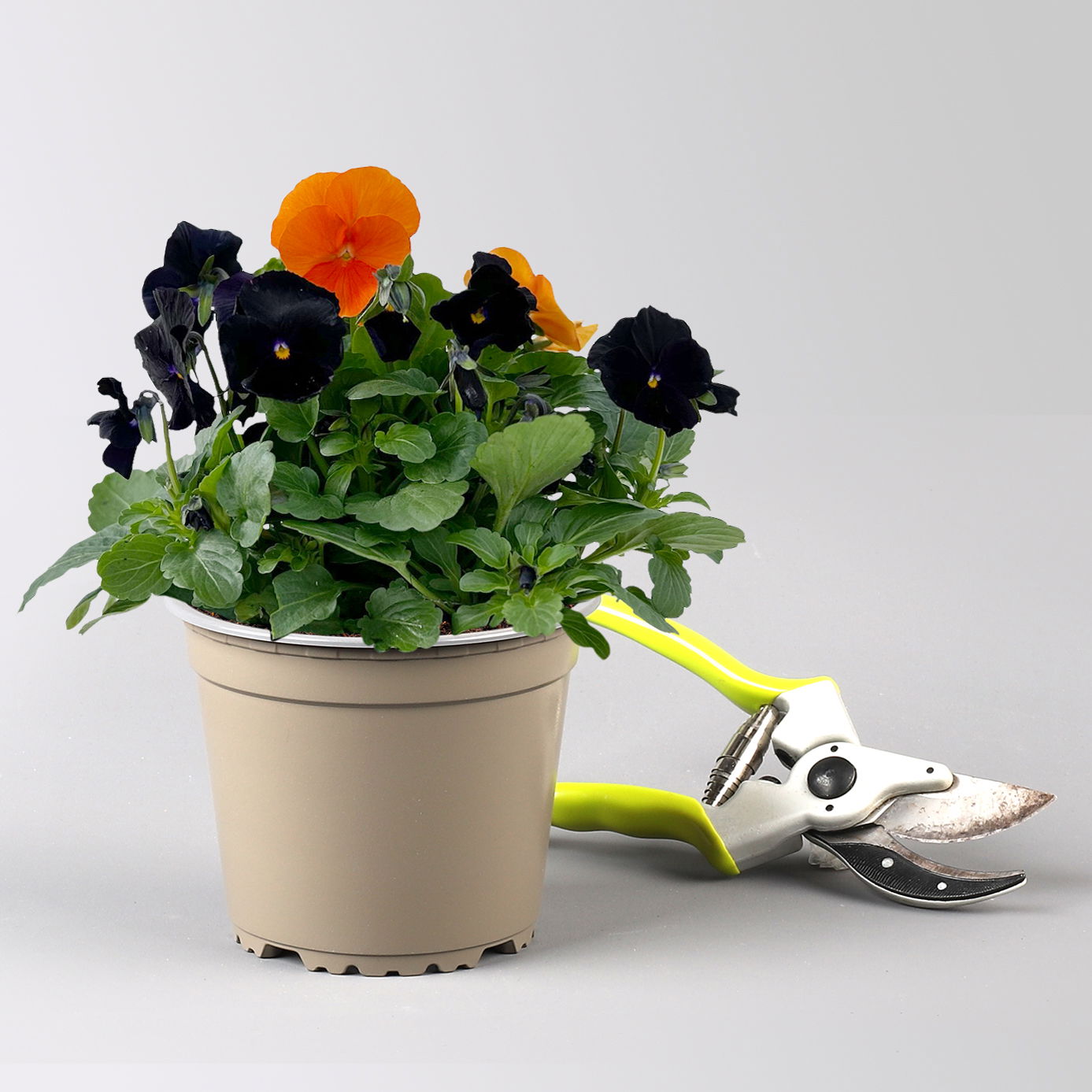 Hornveilchen 'Halloween', orange-schwarz, Topf-Ø 13 cm, 6 Pflanzen