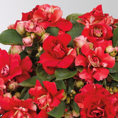 Fleißiges Lieschen, rot, gefüllt blühend, Topf -Ø 12 cm, 6 Pflanzen