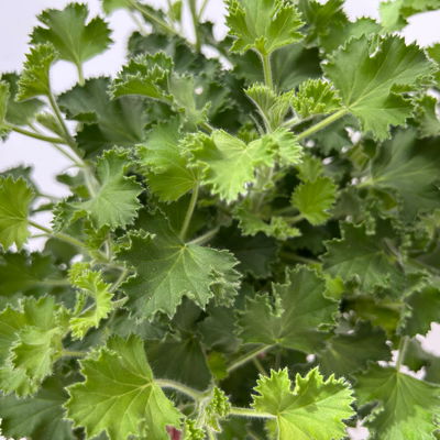 Duftgeranie 'Freshfruity® Lemon Fresh', Topf-Ø 12 cm, 6 Pflanzen