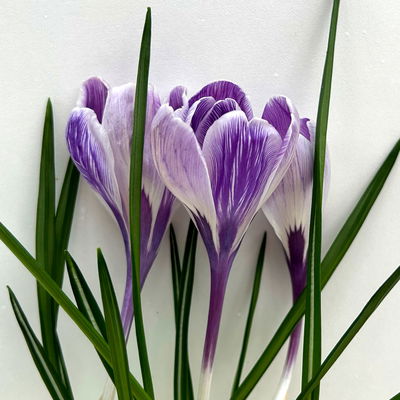 Krokus Mini, lila-weiß gestreift, Topf-Ø 6 cm, 10 Pflanzen Krokus Mini, lila-weiß gestreift, Topf-Ø 6 cm, 10 Pflanzen