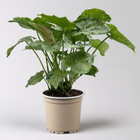 Syngonium 'Green Splash', Topf-Ø12cm, Höhe ca. 25 cm