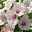 Bechermalve (Lavatera trimestris) Dwarf Pink Blush / einjährig 