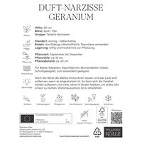 Mehrblütige Tazetten Narzissen Geranium, weiß/orange, 10 Blumenzwiebeln