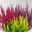 Calluna 'Beauty Ladies® Milca-Trio', lila-rot-gelb, Topf-Ø 11 cm, 6 Pflanzen