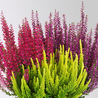 Calluna 'Beauty Ladies® Milca-Trio', lila-rot-gelb, Topf-Ø 11 cm, 6 Pflanzen Calluna 'Beauty Ladies® Milca-Trio', lila-rot-gelb, Topf-Ø 11 cm, 6 Pflanzen