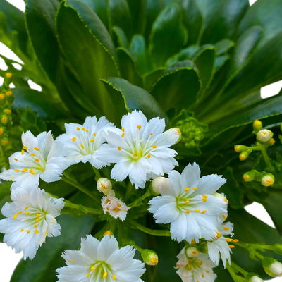Lewisia cotyledon, Farben zufällig, Topf-Ø 12 cm, 6er-Set