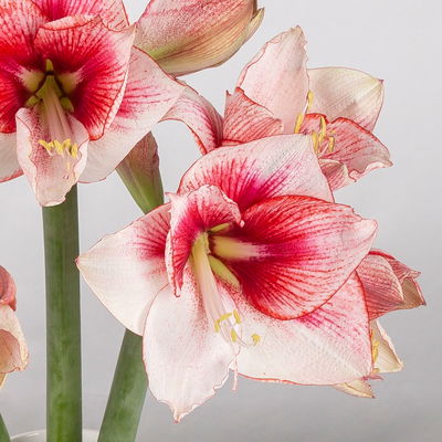 3 rot/weiße Amaryllis 'Showmaster'