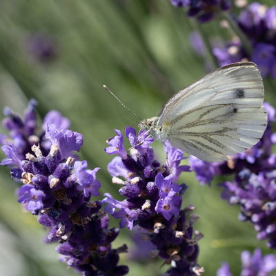 Lavendel, violett, Topf-Ø 14 cm, 4 Pflanzen