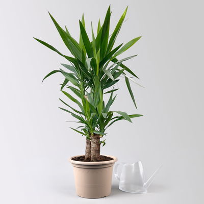 Palmlilie, 2er-Tuff, Topf-Ø 21 cm, Höhe ca. 100 cm Palmlilie, 2er-Tuff, Topf-Ø 21 cm, Höhe ca. 100 cm