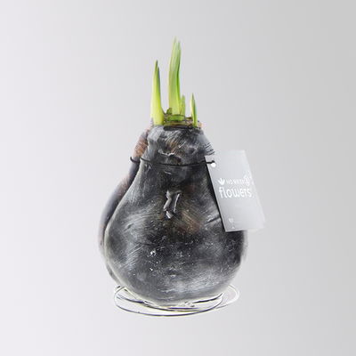 Amaryllis in Wachs, Dekor 'Antiquez Mix', Farbe zufällig, Blüte rot