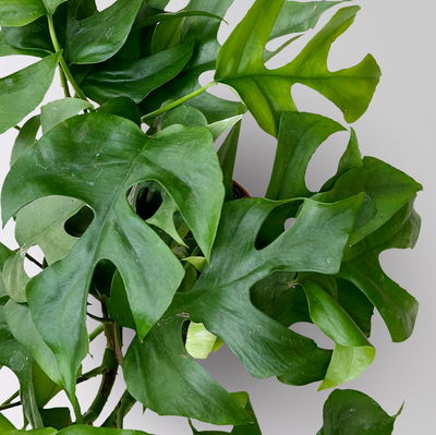 Monstera minima, inkl. Keramiktopf Dallas anthrazit, Topf 12 cm Ø Monstera minima, inkl. Keramiktopf Dallas anthrazit, Topf 12 cm Ø