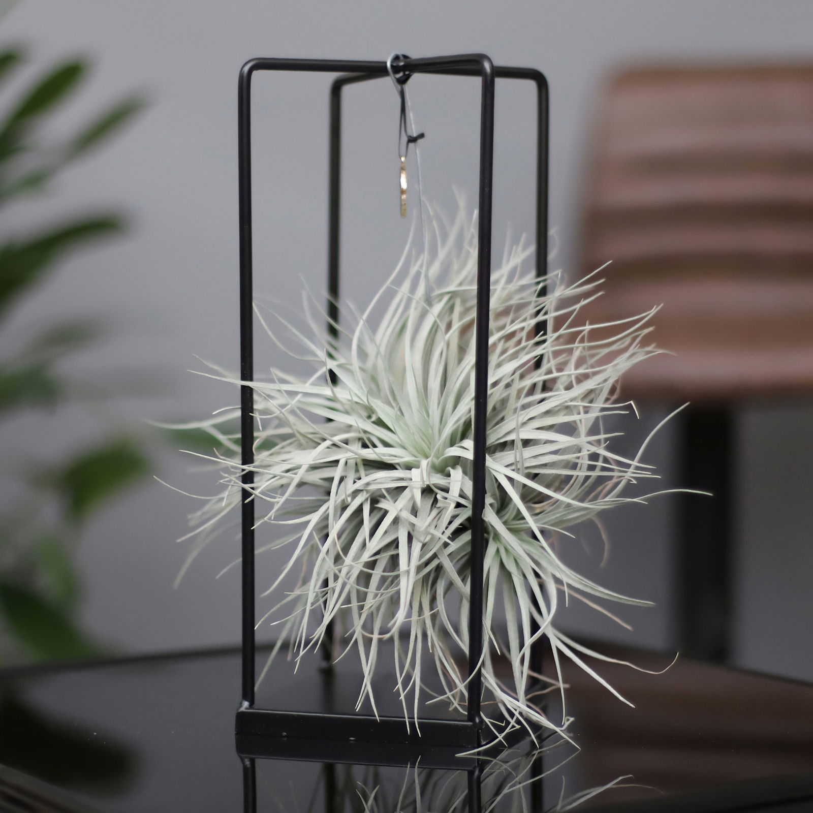 Tillandsia 'Silver Ball' in eckigem Metallgestell, 17cm Ø