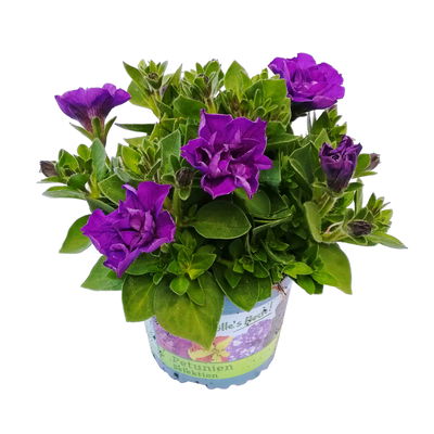 Petunie blau, gefüllt, hängend, Topf-Ø cm, 6 Pflanzen