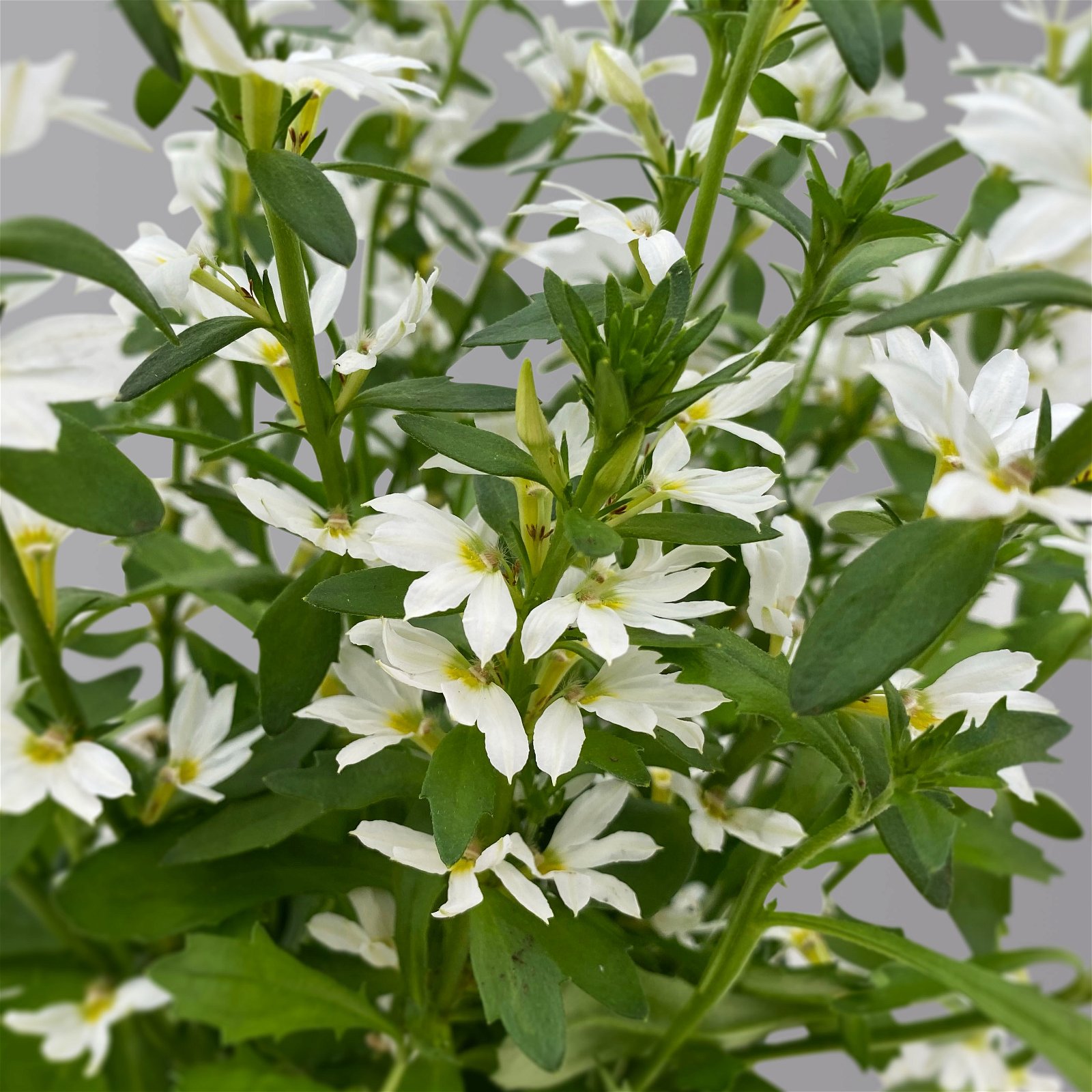 Fächerblume weiß, Topf-Ø ca. 12 cm, 6er-Set