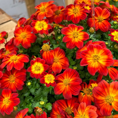 Goldmarie 'BLAZING Ring of Fire' rot-gelb, Topf-Ø 12 cm, 6er-Set Goldmarie 'BLAZING Ring of Fire' rot-gelb, Topf-Ø 12 cm, 6er-Set