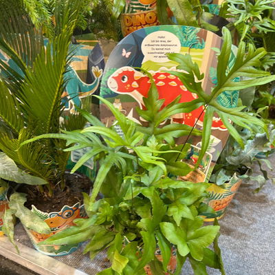 Dino Snack®, Ares, Speerfarn, Topf-Ø 14 cm, mit Brotdose Dino Snack®, Ares, Speerfarn, Topf-Ø 14 cm, mit Brotdose