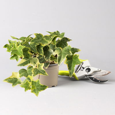 Grabbepflanzung Herbst, gelb-grün, 12 Pflanzen Grabbepflanzung Herbst, gelb-grün, 12 Pflanzen