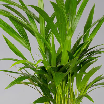 Goldfruchtpalme in Übertopf Vibes gelb, Topf-Ø 13 cm, Höhe ca. 20-30 cm, 2er-Set Goldfruchtpalme in Übertopf Vibes gelb, Topf-Ø 13 cm, Höhe ca. 20-30 cm, 2er-Set