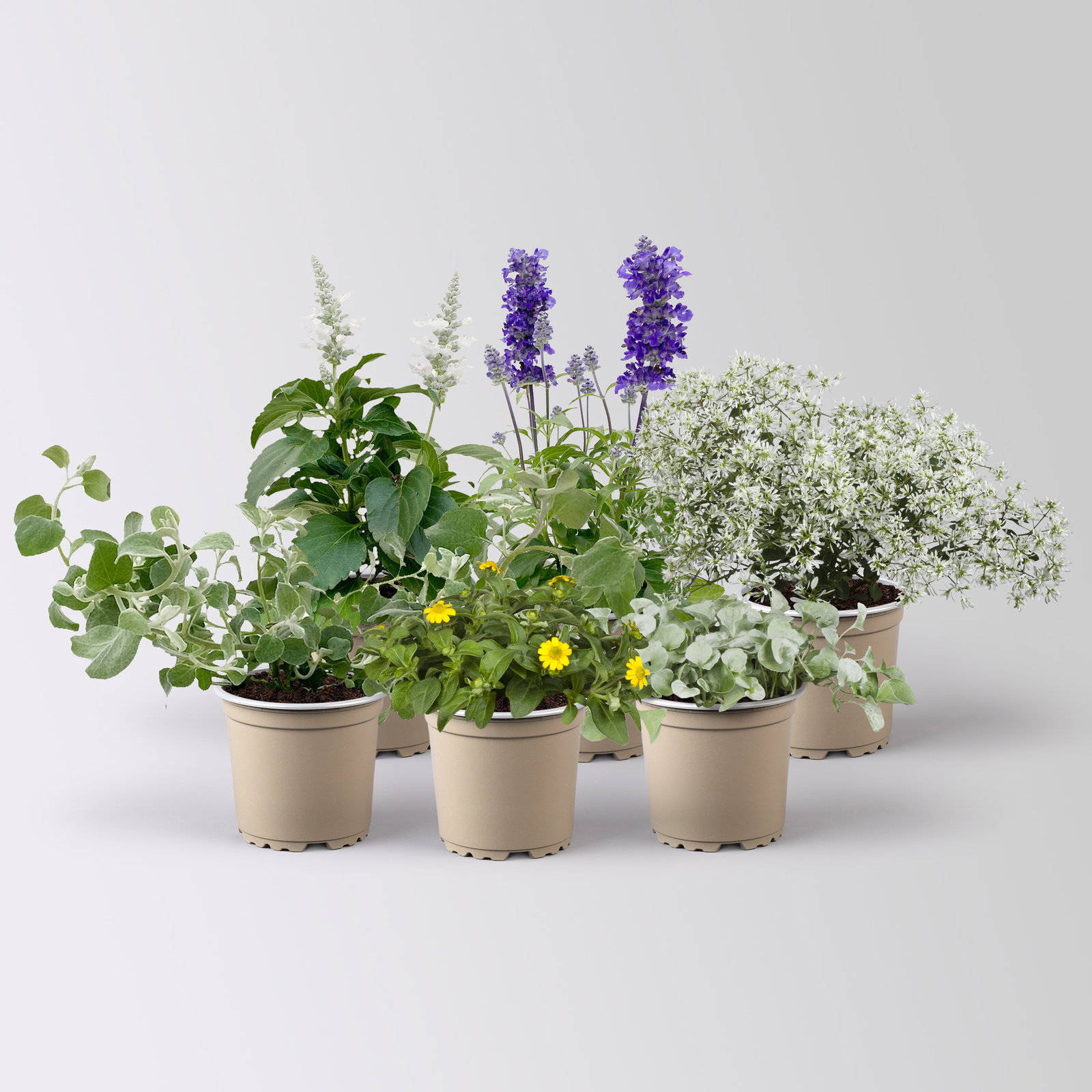 Pflanzenkreation 'Pflegeleicht', 6 Pflanzen