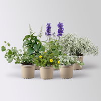 Pflanzenkreation 'Pflegeleicht', 6 Pflanzen