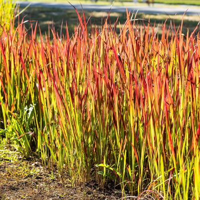 Bio Japanisches Blutgras 'Red Baron', Topf-Ø 12 cm, 3 Pflanzen Bio Japanisches Blutgras 'Red Baron', Topf-Ø 12 cm, 3 Pflanzen