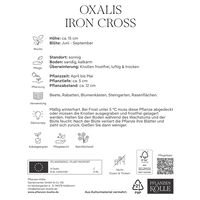 Kölles Beste Sauerklee 'Iron Cross', rosa, 10 Knollen