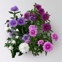 Aster dumosus Mini, Farb-Mix zufällig, Topf-Ø 6 cm, 8 Stück