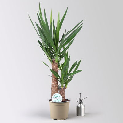 Palmlilie im Korb Osaka, Topf-Ø 17 cm, Höhe ca. 60-80 cm Palmlilie im Korb Osaka, Topf-Ø 17 cm, Höhe ca. 60-80 cm