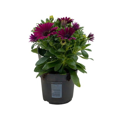 Kapkörbchen lila, Topf-Ø 12 cm, 6er-Set