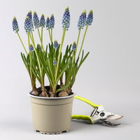 Traubenhyazinthe 'Julia' blau mit weiß, Topf -Ø 15 cm, 3 Pflanzen