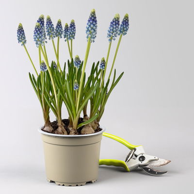 Traubenhyazinthe 'Julia' blau mit weiß, Topf -Ø 15 cm, 3 Pflanzen