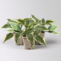 Bio Funkien 'First Frost' lila, Topf 11x11 cm, 3 Pflanzen